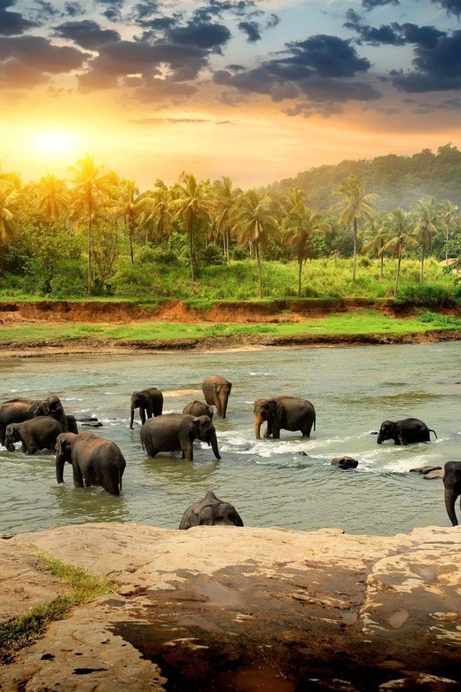 Kandy & Pinnawala: Discover Culture & Nature in a Day Tour. - Good To Know