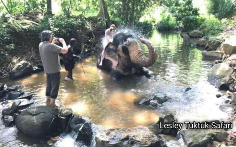 Kandy : Pinnawala Elephant Safari Tour with Kandy City Tour - Key Points