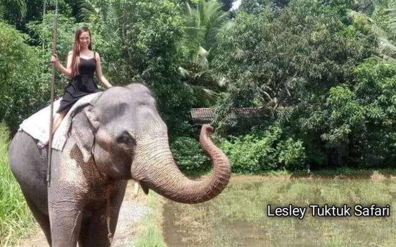 Kandy : Pinnawala Elephant Safari Tour with Kandy City Tour - An In-Depth Look at the Tour