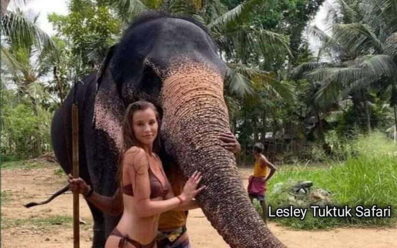 Kandy : Pinnawala Elephant Safari Tour with Kandy City Tour - The Sum Up