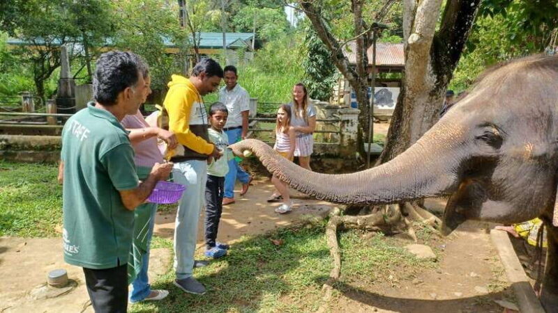 Kandy & Pinnawala & Tea Factory Full Day Tour From Negombo - An In-Depth Look at the Tour Experience