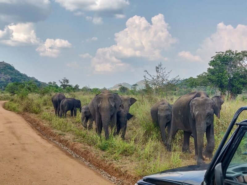 Kandy: Polonnaruwa Ancient Kingdom and Minneriya Safari - Visiting Lankathilaka Temple