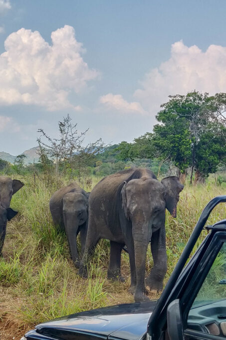 Kandy: Polonnaruwa Ancient Kingdom and Minneriya Safari - Spotting the Great Elephant Gathering