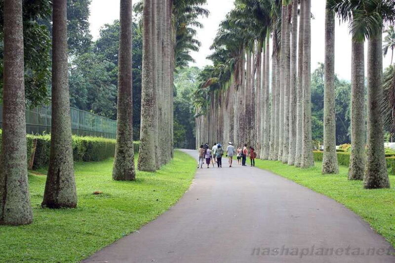 Kandy Private City Tour With Local Guide - Key Points