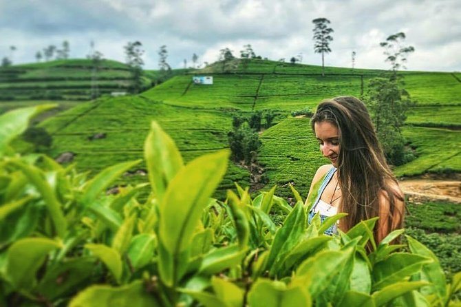 Kandy to Nuwara Eliya Day Tour - Included Features