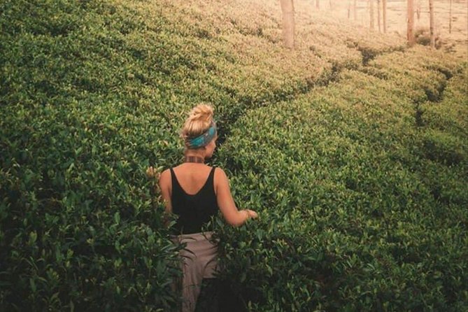 Kandy to Nuwara Eliya Day Tour - About the Tour Operator