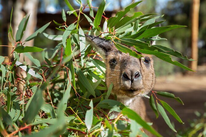 Kangaroo Experience at Healesville Sanctuary - excl. entry - Key Points