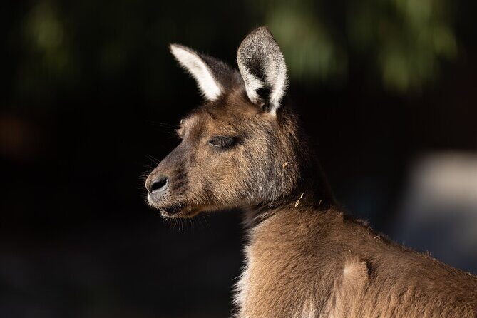 Kangaroo Experience at Healesville Sanctuary - excl. entry - Exploring the Kangaroo Experience at Healesville Sanctuary