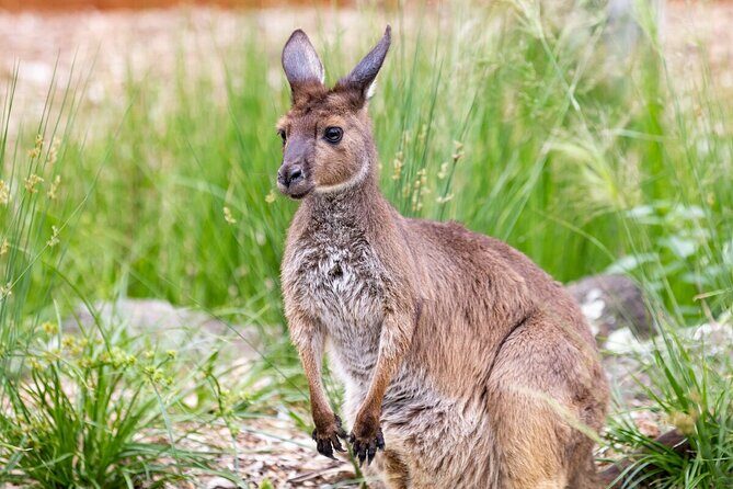 Kangaroo Experience at Healesville Sanctuary - excl. entry - The Price and Value Proposition