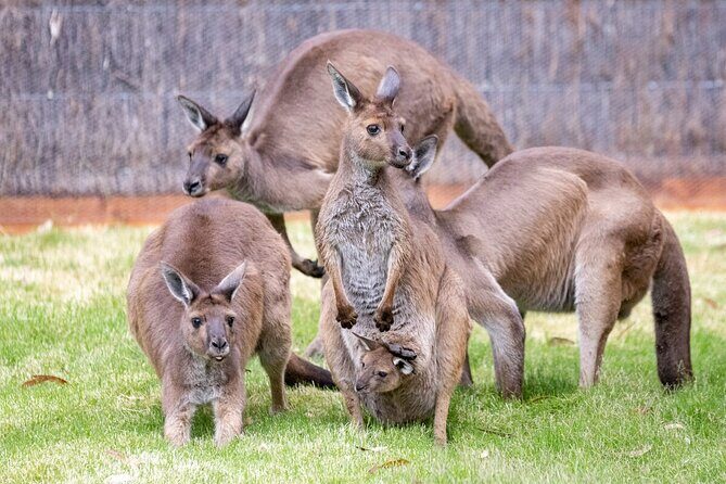 Kangaroo Experience at Healesville Sanctuary - excl. entry - Practicalities and Tips for Visitors