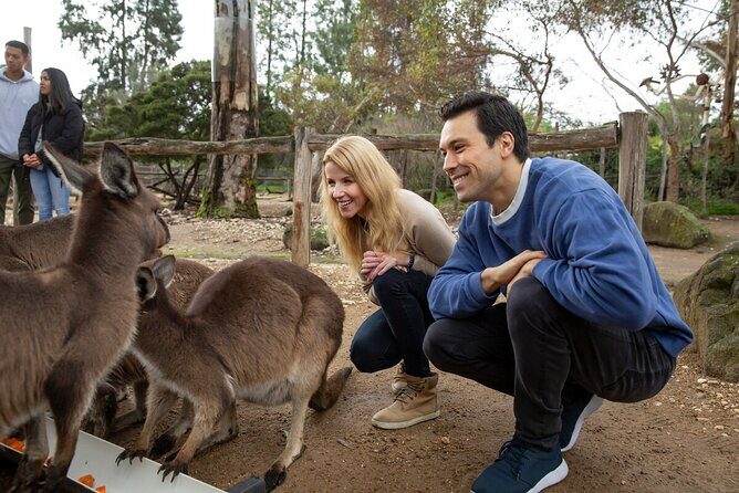 Kangaroo Experience at Melbourne Zoo - excl. entry - Key Points