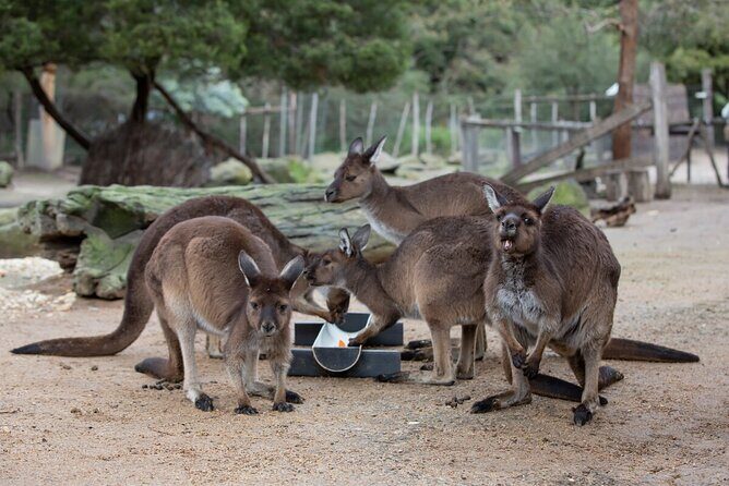 Kangaroo Experience at Melbourne Zoo - excl. entry - Analyzing the Cost and Value