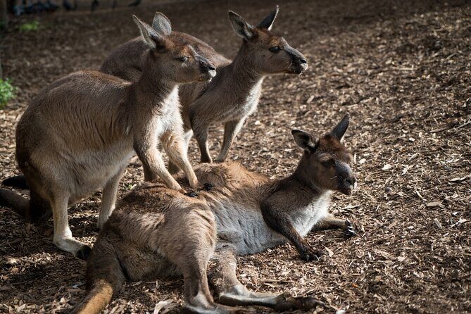 Kangaroo Experience at Melbourne Zoo - excl. entry - Who will love this tour?