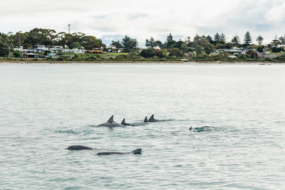 Kangaroo Island: 75-Minute Coastal Safari - Important Information