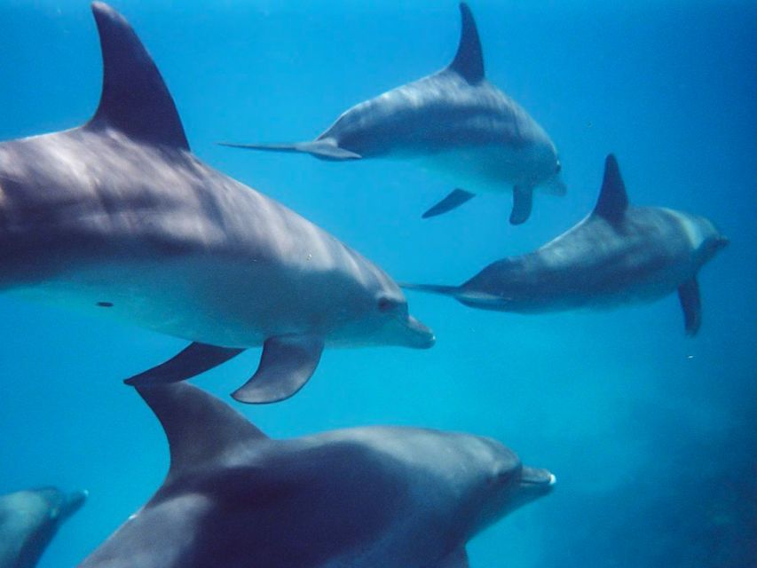 Kangaroo Island: Dolphin, Seal, and Swimming Boat Tour - Experience Highlights
