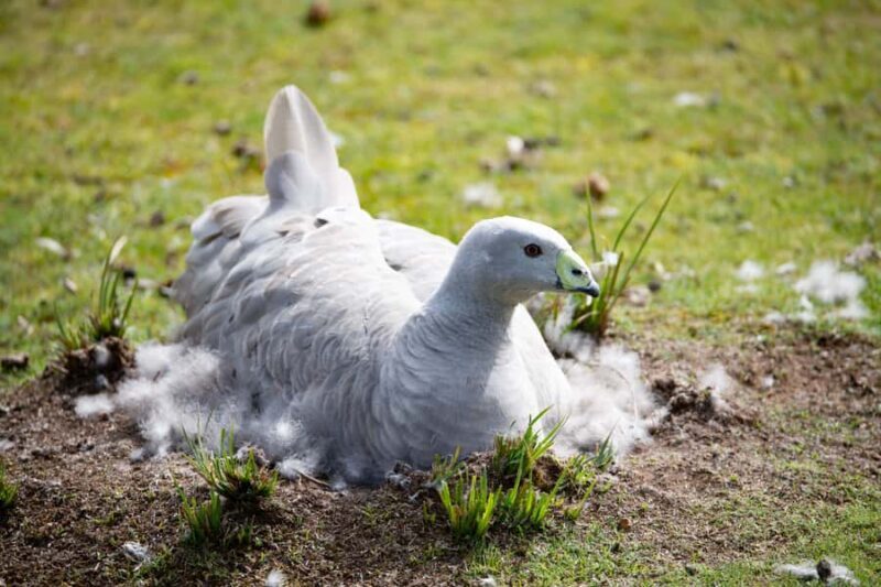 Kangaroo Island: Full Day Guided Flinders Chase Focus Tour - An Introduction to Kangaroo Island’s Wonders