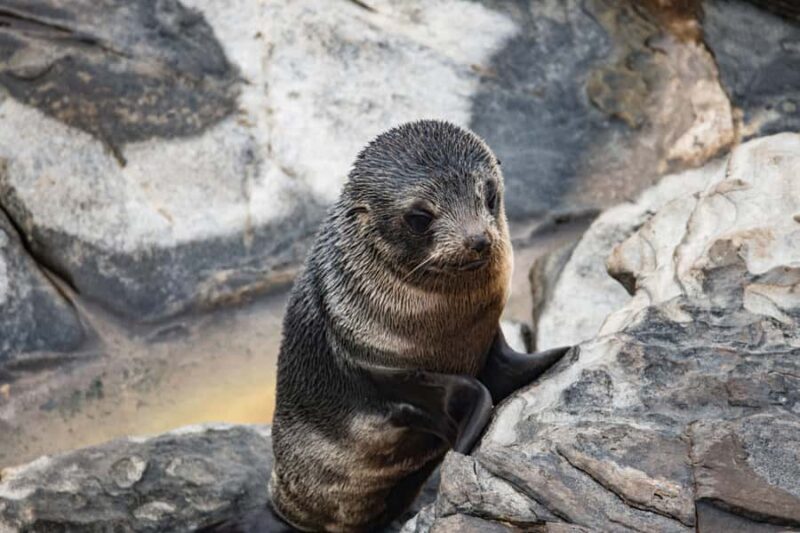 Kangaroo Island: Full Day Guided Flinders Chase Focus Tour - Who Should Consider This Tour?