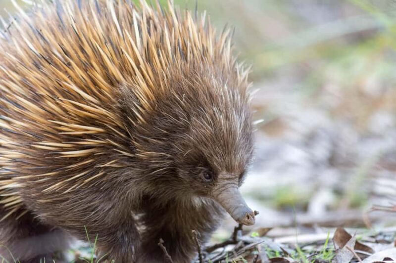 Kangaroo Island: Full Day Guided Flinders Chase Focus Tour - FAQ