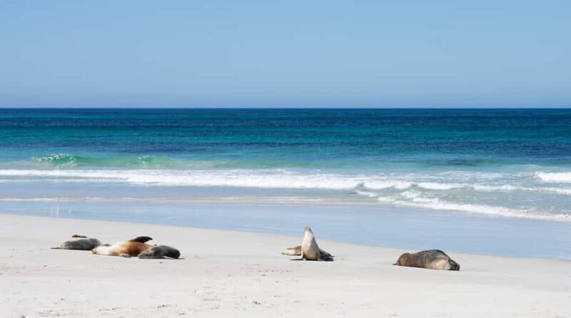 Kangaroo Island: Full-Day Guided Island Life Tour - What the Reviews Say