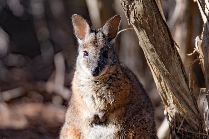 Kangaroo Island Luxury Small Group 'Island Life' Full Day Tour - Final Thoughts