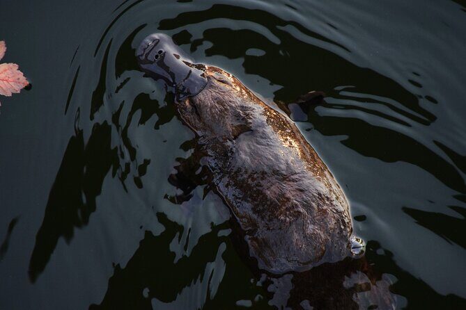 Kangaroos and Koala Experience Tour - The Itinerary in Detail