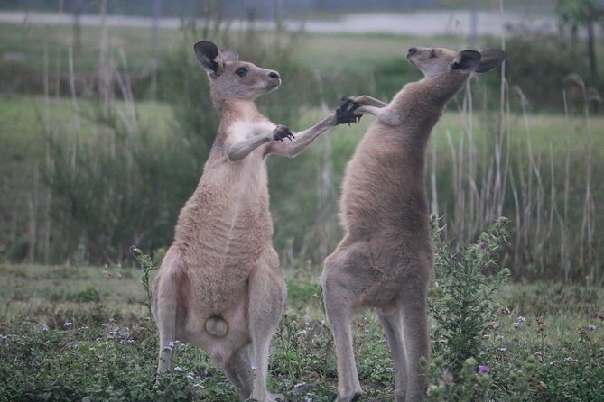 Kangaroos & Koalas in the Wild - Private Nature Experience - FAQs