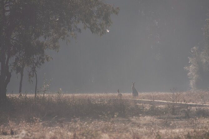 Kangaroos, mangroves and the ocean - What to Expect on the Day