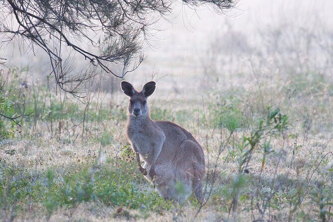 Kangaroos, mangroves and the ocean - FAQs