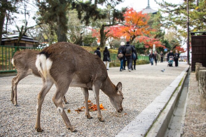Kansai Region Hiking Adventure in Nara Kobe Kyoto and More - Key Points