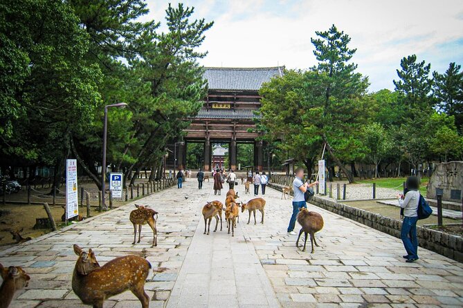 Kansai Region Hiking Adventure in Nara Kobe Kyoto and More - Logistics and Meeting Information