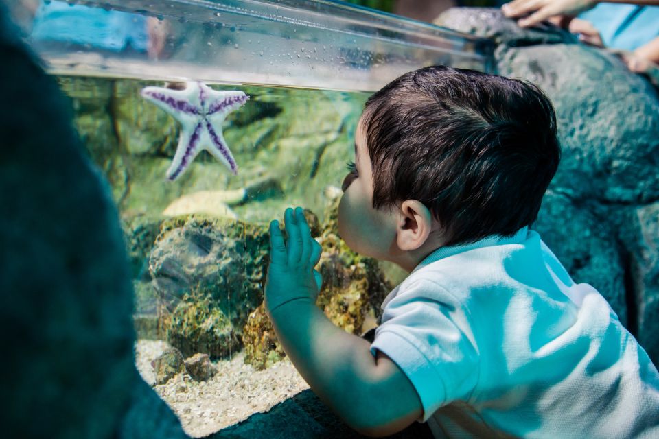 Kansas City: SEA LIFE Kansas City Aquarium General Admission - Face-To-Fin With Sea Animals