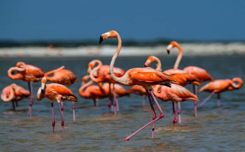 Karavasta:Bird Watching, Tower Views & Lagoon Boat Ride - FAQ