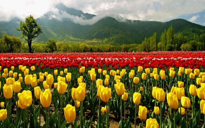 Kashmir Tour Srinagar Gulmarg Pahalgam Sonamarg Hotels Cab - Transportation and Accessibility
