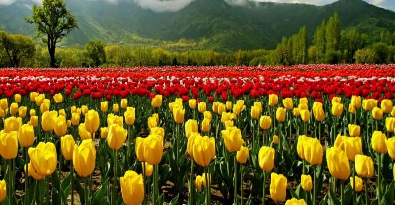 Kashmir Tour Srinagar Gulmarg Pahalgam Sonamarg Hotels Cab - Arrival and Srinagar Sightseeing