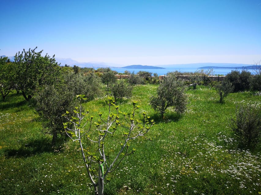 Kastela: Wine & Olive Tasting Tour w/Delicacies & Live Music - Key Points  
