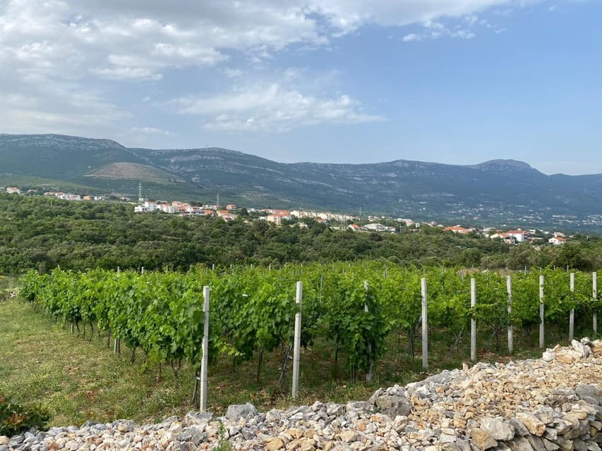 Kastela: Wine & Olive Tasting Tour w/Delicacies & Live Music - An Overview of the Experience  
