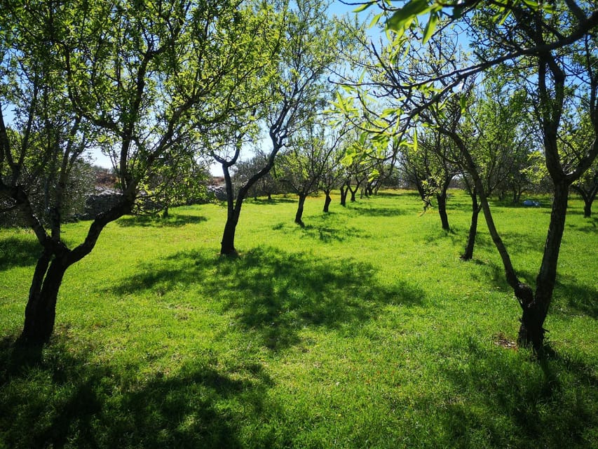 Kastela: Wine & Olive Tasting Tour w/Delicacies & Live Music - Practical Details and Value  