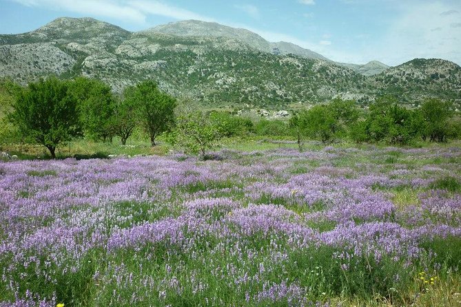 Katharo Route Tour From Agios Nikolaos - Itinerary