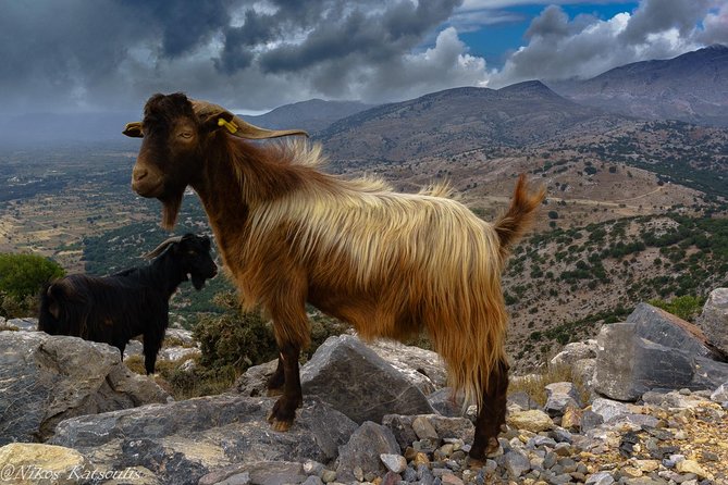 Katharo Route Tour From Agios Nikolaos - Additional Information