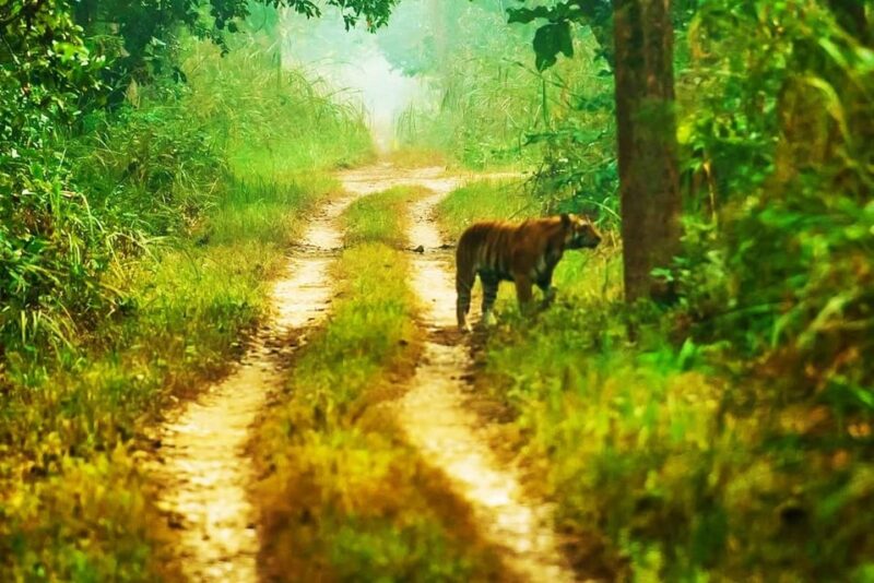 Kathmandu: 3-Day Chitwan Safari Tour With Hotel Transfer - Day 1 Highlights