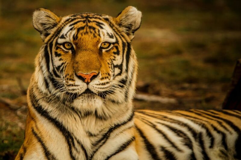 Kathmandu: 3-Day Wildlife, Culture and Jungle Safari Tour - Day 3 Reflections