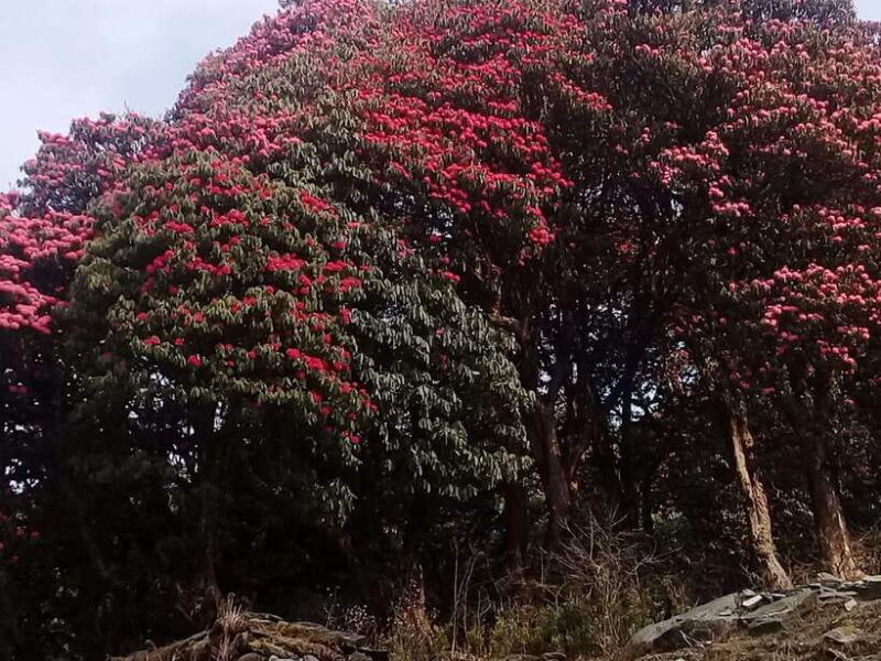Kathmandu: 3 days Chispani Nagarkot Trek - What Travelers Say About This Trek