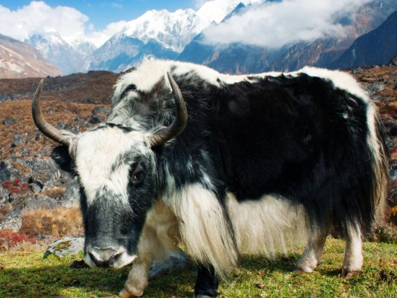 Kathmandu: 6 Days Langtang Valley Trek - Inclusions