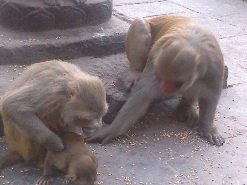 Kathmandu: Monkey Temple and Chandragiri Cable Car Ride Tour - Cultural Heritage Exploration