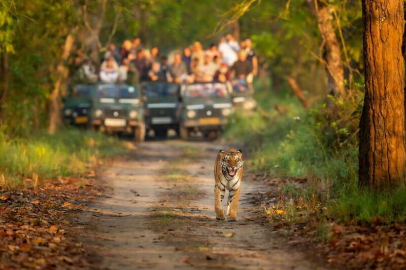 Kathmandu/Pokhara: 3 Day Chitwan Jungle Safari Tour - Practical Considerations