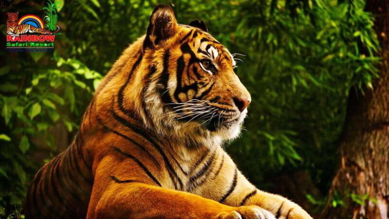 Kathmandu/Pokhara: 3 Day Chitwan Jungle Safari Tour - FAQ