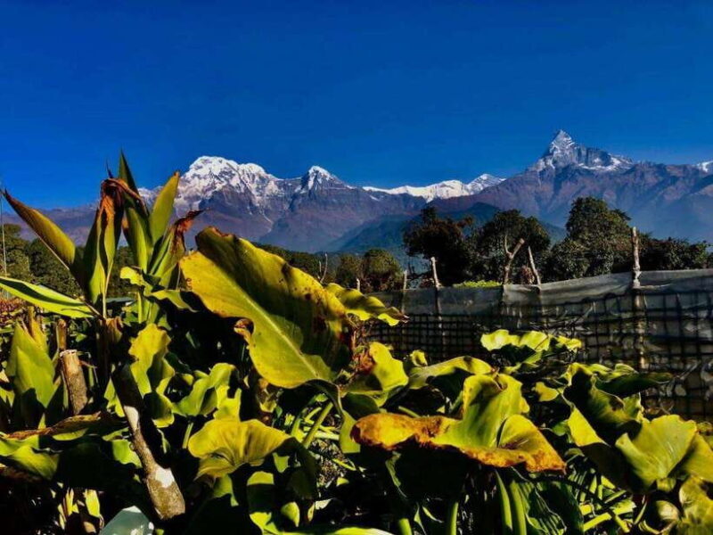 Kathmandu: Rapid Ghorepani Poon Hill Trek with Guide - The Experience: What Travelers Say