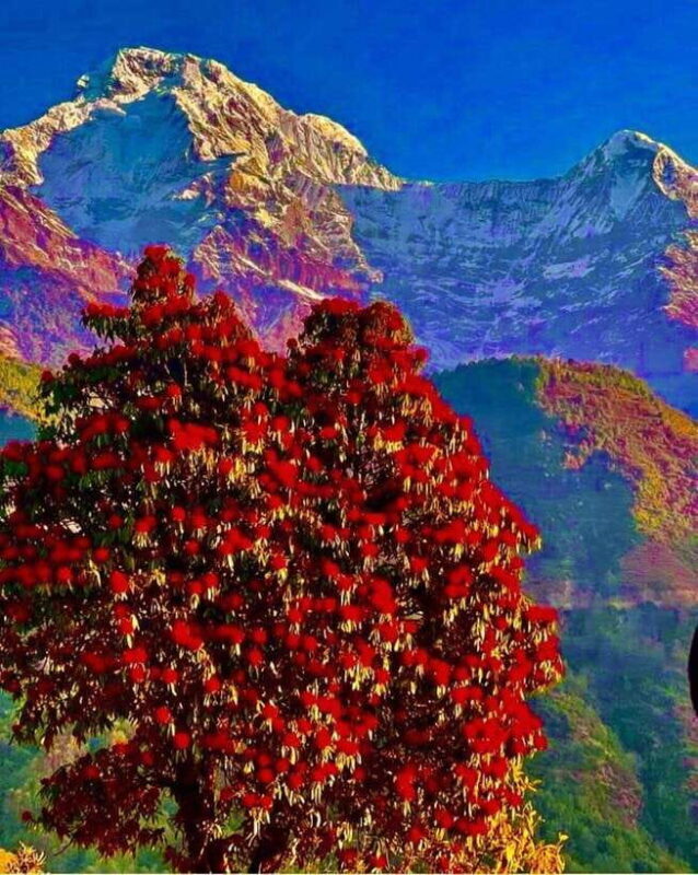 Kathmandu: Rapid Ghorepani Poon Hill Trek with Guide - Practical Details and Tips