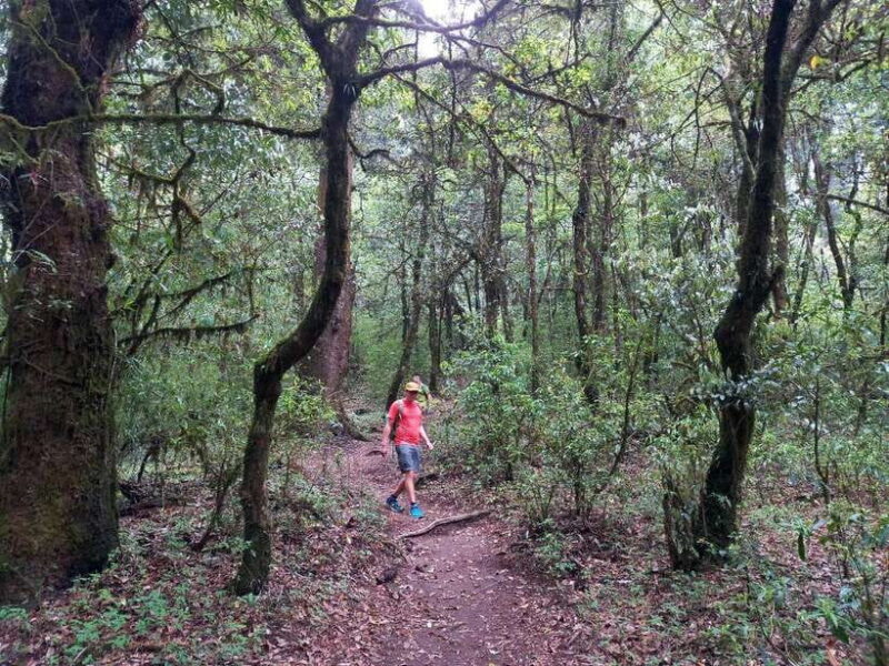 Kathmandu: Shivapuri Day Hike with Lunch - The Experience Based on Reviews
