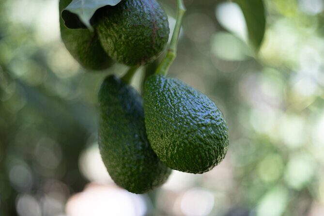 Katikati Avocado Adventure - Value and Practicalities